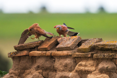 Kleine torenvalk-lesser kestrel-Rotelfalke-Falco naumanni