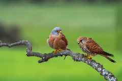 Kleine torenvalk-lesser kestrel-Rotelfalke-Falco naumanni