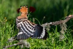 Hop-Hoopoe-Wiedehopf-Upupa epops