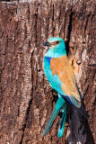 Scharrelaar-European roller- Blauracke-Coracias garrulus