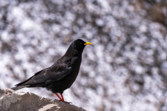 Alpenkauw-Alpine chough-Alpendohle-Pyrrhocorax graculus