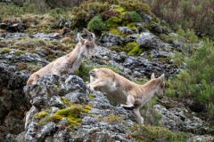 Spaanse steenbok-Spanish ibex-Iberian Steinbock-Capra pyrenaica