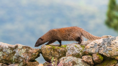 Egyptische mangoest-Egyptian mongoose-Buschteufel-Herpestes ichneumon