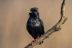 Zwarte spreeuw-Spotless starling-Einfarbstar-Sturnus unicolor