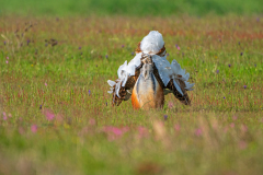 Grote trap-Great bustard-Großtrappe-Otis tarda