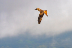 Rode wouw-Red kite-Rotmilan-Milvus milvus