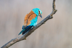 Scharrelaar-European roller- Blauracke-Coracias garrulus