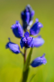 Gewone vleugeltjesbloem-Common milkwort-Gewöhnliche Kreuzblume-Polygala vulgaris