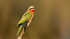 White-fronted Bee-eater, Merops bullockoides, Milwane Wildlife Sancturary, Swaziland.