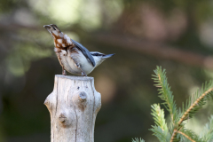 Boomklever-Wood-Nuthatch-Kleiber-Sitta-europaea- Zweden-Sweden-Schweden
