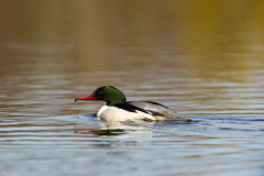 Grote zaagbek-Goosander-Gansesager-Mergus merganser-Zweden-Sweden-Schweden