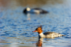 Grote zaagbek-Goosander-Gansesager-Mergus merganser-Zweden-Sweden-Schweden
