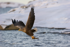 Zeearend-White tailed eagle- Seeadler-Haliaeetus albicilla-Noorwegen-Norway-Norwegen