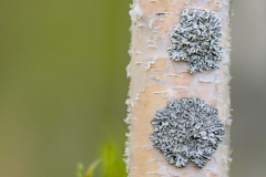 Berk met korstmos-Birch with lychen-Birken mit Flechte-Betula lychen-Zweden-Sweden-Schweden