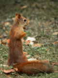 Eekhoorn - Red squirrel - Eichhörnchen - Sciurus vulgaris-Zweden-Sweden-Schweden