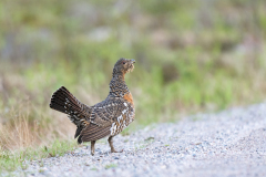 Auerhoen-Capercaillie-Auerhuhn-Tetrao-urogallus-female-Zweden-Sweden-Schweden