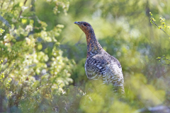 Auerhoen-Capercaillie-Auerhuhn-Tetrao-urogallus-female-Zweden-Sweden-Schweden