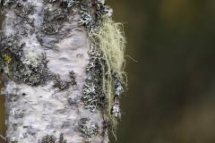 Baardmos op schors-Old mans beard on bark-Bartflechten auf Barke-Zweden-Sweden-Schweden