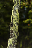 Baardmos op schors-Old mans beard on bark-Bartflechten auf Barke-Zweden-Sweden-Schweden