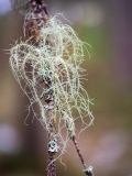 Baardmos op schors-Old mans beard on bark-Bartflechten auf Barke-Zweden-Sweden-Schweden