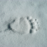 Berenboot-Bear paw-Bärenpfote-Zweden-Sweden-Schweden
