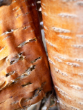 Berk-Birch-Birken-Zweden-Sweden-Schweden