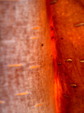 Berk-Birch-Birken-Zweden-Sweden-Schweden
