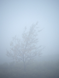 Boom in de mist-Misty tree-Baum im Nebel-Zweden-Sweden-Schweden