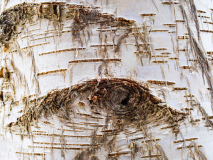 Berk-Birch-Birken-Zweden-Sweden-Schweden