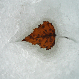 Berk-Birch-Birken-Zweden-Sweden-Schweden