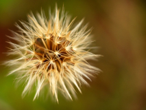 Bloemen zon-Flowers sun-Blumen Sonne- Zweden-Sweden-Schweden