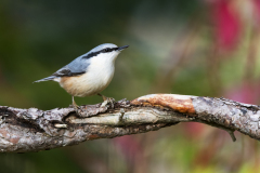 Boomklever-Wood-Nuthatch-Kleiber-Sitta-europaea- Zweden-Sweden-Schweden