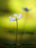 Bosannemoon-Wood Anemone-Buschwindröschen-Anemone nemorosa-Zweden-Sweden-Schweden