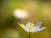 Bosannemoon-Wood Anemone-Buschwindröschen-Anemone nemorosa-Zweden-Sweden-Schweden