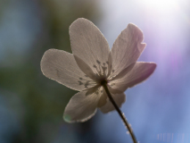 Bosannemoon-Wood Anemone-Buschwindröschen-Anemone nemorosa-Zweden-Sweden-Schweden