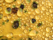 Dauw op berkenblad-Dew on birch leaf-Tau auf Birkenblatt-Zweden-Sweden-Schweden
