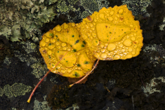 Dauw op berkenblad-Dew on birch leaf-Tau auf Birkenblatt-Zweden-Sweden-Schweden