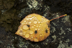 Dauw op berkenblad-Dew on birch leaf-Tau auf Birkenblatt-Zweden-Sweden-Schweden