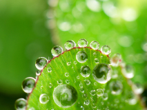 Dauw op klaver-Dew on clover-Tau auf Klee-Zweden-Sweden-Schweden