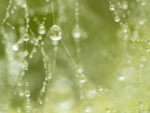 Dauw op web-Dew on spider web-Tau auf dem Spinnennetz-Zweden-Sweden-Schweden
