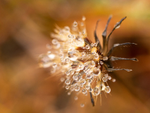 Dauwdruppels-Dew drops-Tau Tropfen-Zweden-Sweden-Schweden