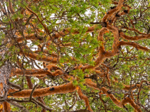 Den-Pine-Kieferngewächse-Pinaceae-Zweden-Sweden-Schweden
