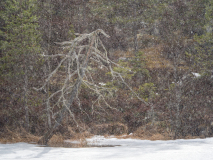 Dode boom in sneeuwbui-Dead tree in snowstorm-Abgestorbener Baum im Schneesturm-Zweden-Sweden-Schweden
