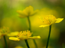 Dotter-Marsh marigold-Sumpfdotterblume-Caltha palustris-Zweden-Sweden-Schweden