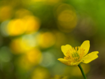 Dotter-Marsh marigold-Sumpfdotterblume-Caltha palustris-Zweden-Sweden-Schweden