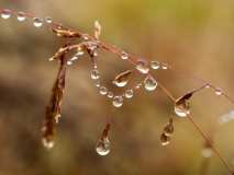 Dauwdruppels-Dew drops-Tau Tropfen-Zweden-Sweden-Schweden