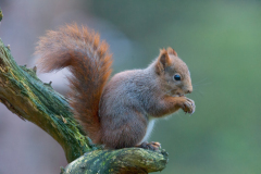 Eekhoorn-Red squirrel-Eurasische Eichhörnchen-Sciurus vulgaris-Noorwegen-Norway-Norwegen
