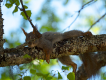 Eekhoorn - Red squirrel - Eichhörnchen - Sciurus vulgaris-Zweden-Sweden-Schweden