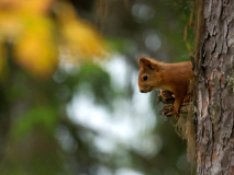 Eekhoorn - Red squirrel - Eichhörnchen - Sciurus vulgaris-Zweden-Sweden-Schweden