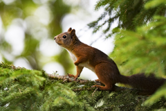 Eekhoorn - Red squirrel - Eichhörnchen - Sciurus vulgaris-Zweden-Sweden-Schweden
